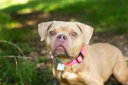 A young medium-sized female Yellow / Tan / Blond / Fawn Mixed Breed dog named Drizzle for adoption in Hamilton, OH