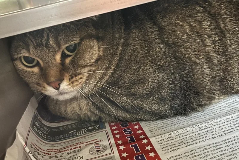 An adult large-sized male Tabby cat named Joe for adoption in Nacogdoches, TX