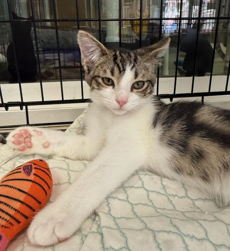 A baby small-sized male Domestic Short Hair cat named Hobbes for adoption in Lemoore, CA