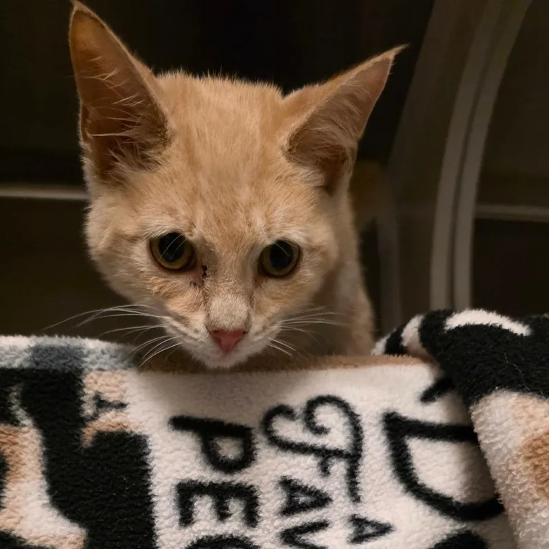 A baby small-sized male Domestic Short Hair cat named Mango for adoption in Council Bluffs, IA
