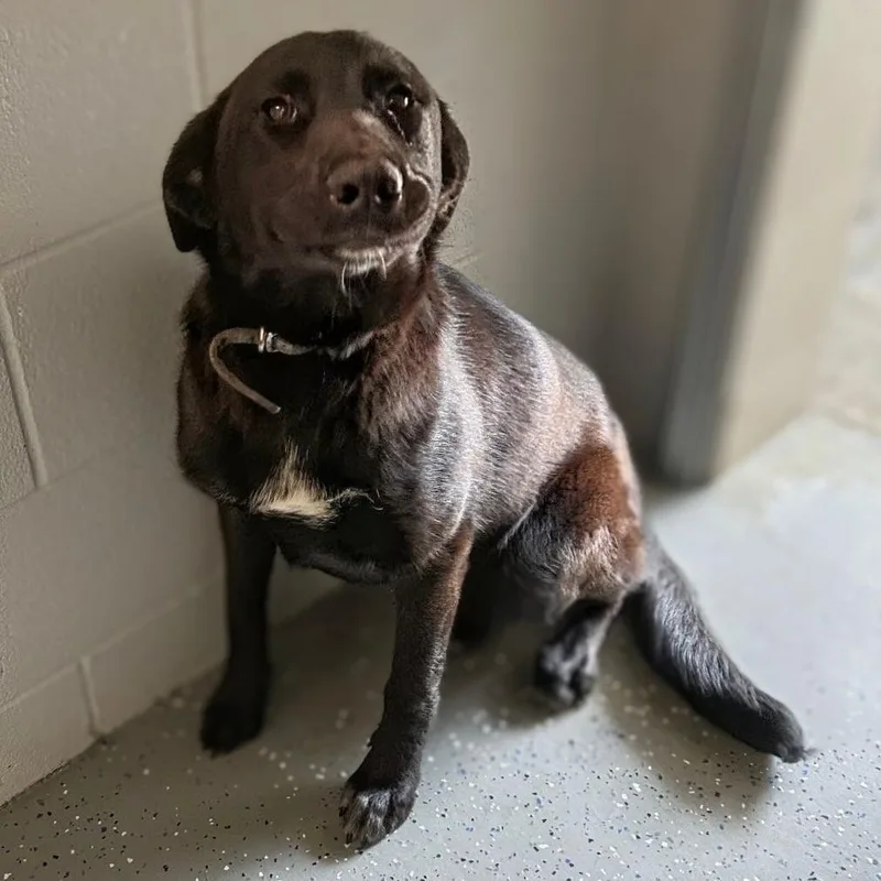 An adult large-sized female Black Mixed Breed dog named Alleen for adoption in Danville, KY