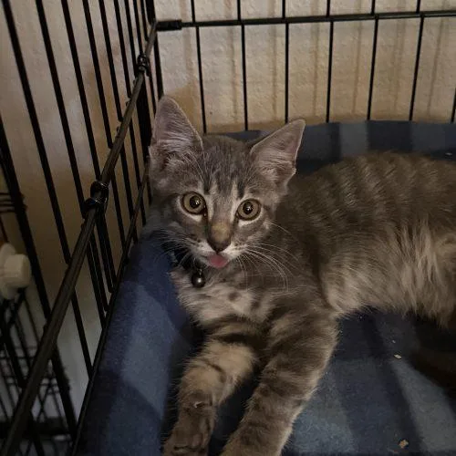 A baby small-sized male Gray / Blue / Silver Tabby cat named Robb for adoption in Edmond, OK