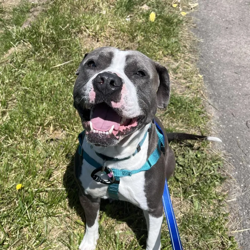 An adult medium-sized male Pit Bull Terrier dog named Aries for adoption in Fairport, NY