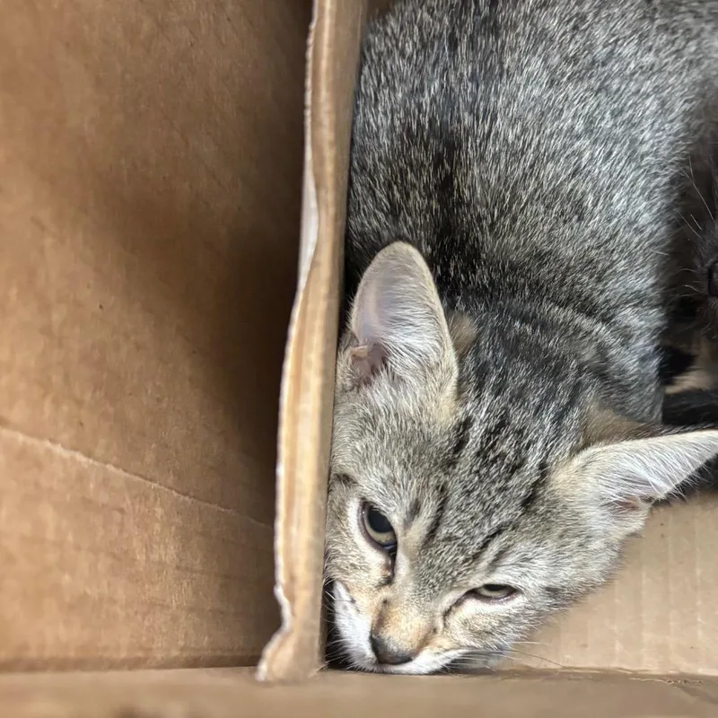 A baby small-sized female Domestic Short Hair cat named Mary for adoption in Jacksonville, FL