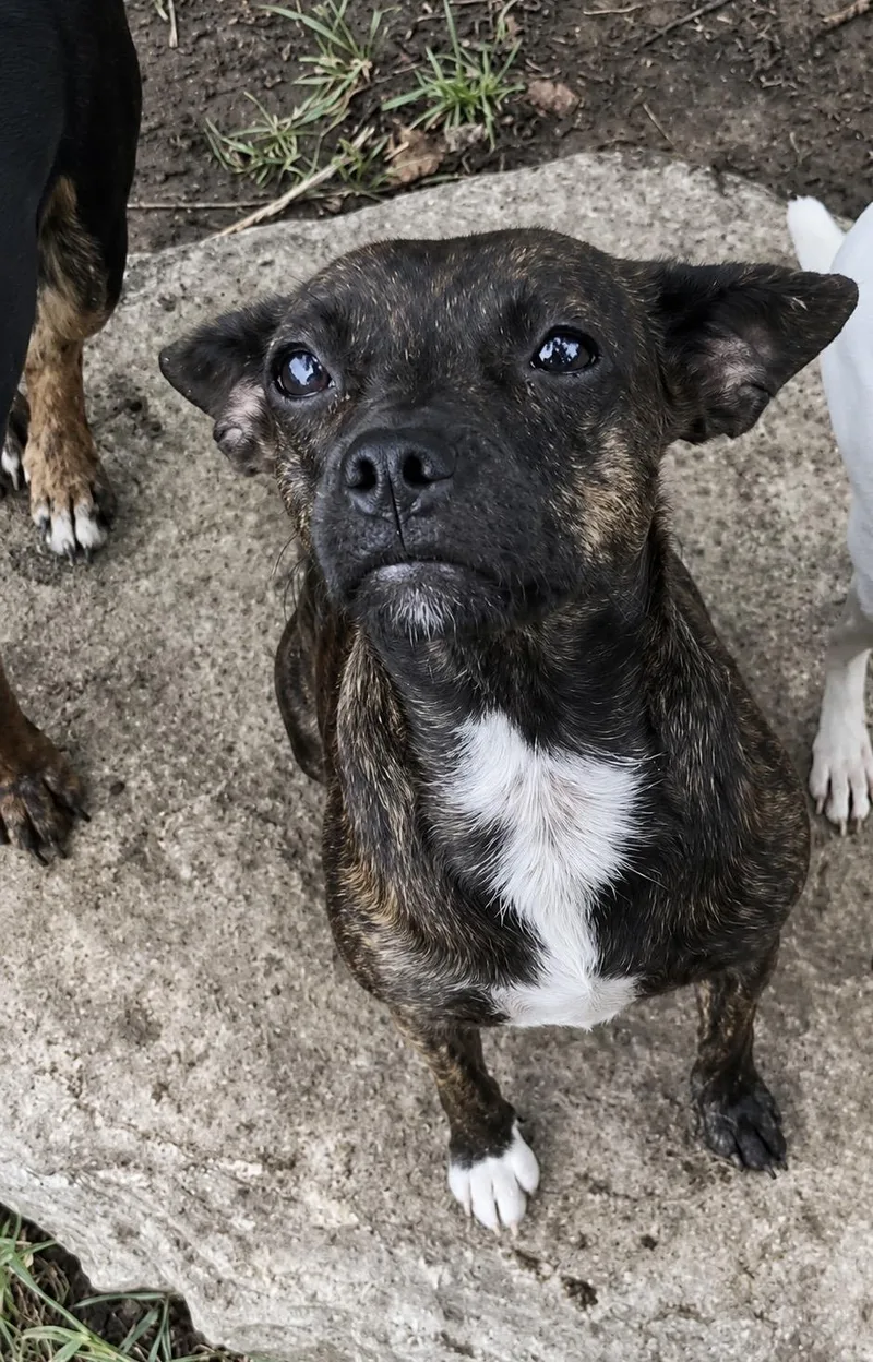 A young small-sized female Brindle Chihuahua dog named Paloma for adoption in Pelham, NH