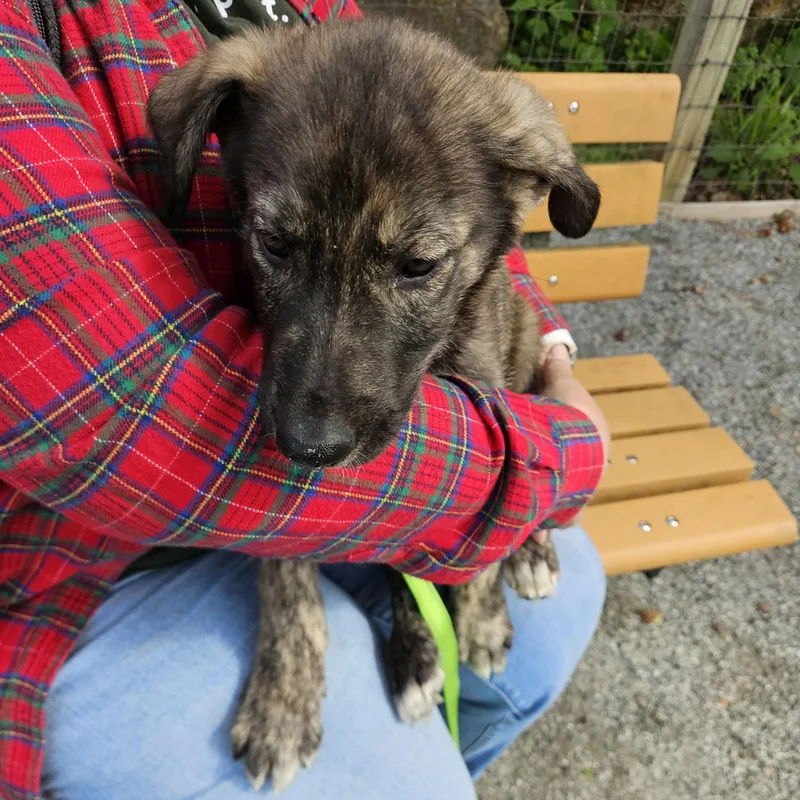 A baby medium-sized male Brown / Chocolate German Shepherd Dog dog named Cicadia for adoption in Phoenixville, PA
