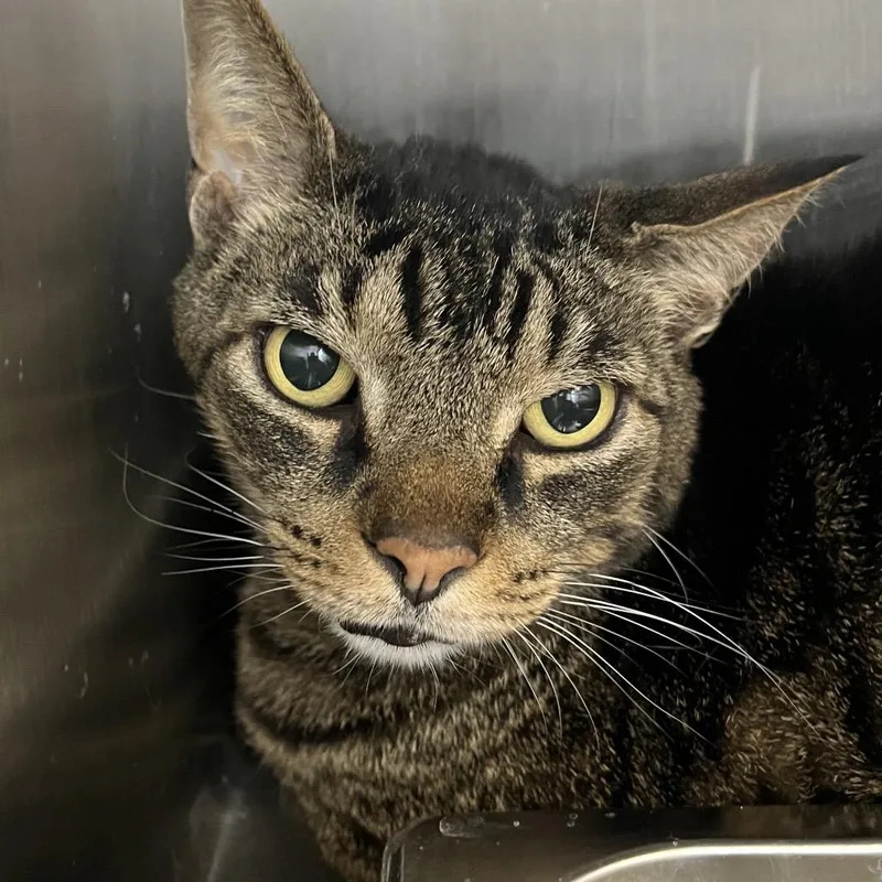 An adult large-sized male Brown / Chocolate American Shorthair cat named Mocha for adoption in Fort Wayne, IN