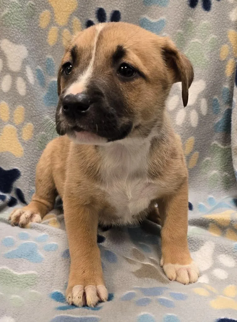 A baby large-sized female Pit Bull Terrier dog named Coconut for adoption in Murphysboro, IL