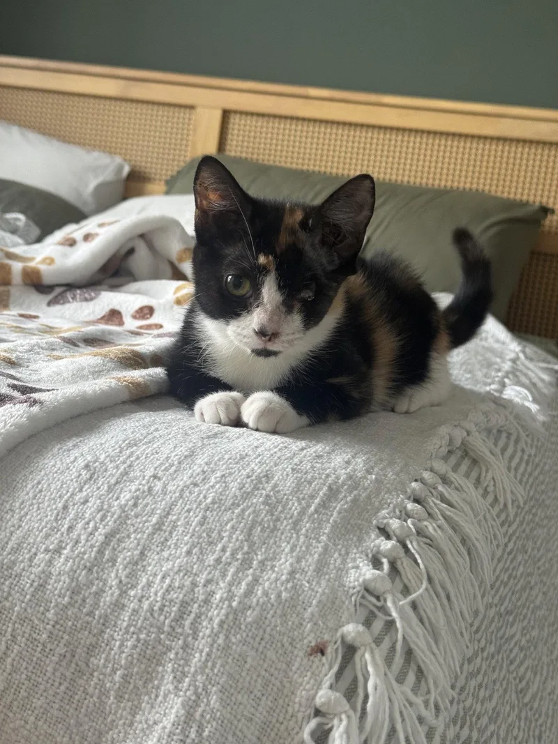 A baby small-sized female Domestic Short Hair cat named Hemingway for adoption in Philadelphia, PA