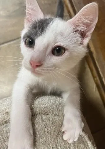 A baby small-sized male White Domestic Short Hair cat named Antonio Banderas for adoption in Beckley, WV