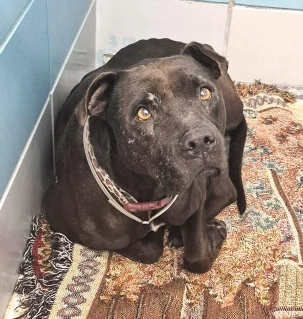 An adult large-sized male Staffordshire Bull Terrier dog named Tito for adoption in Houston, TX