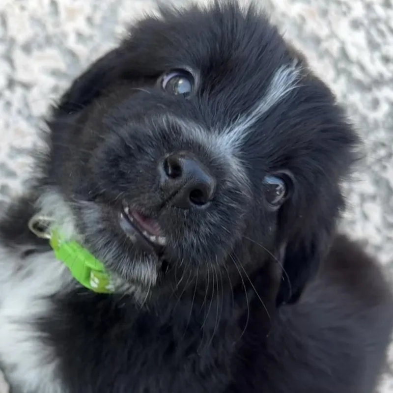 Pickles thumbnail 2