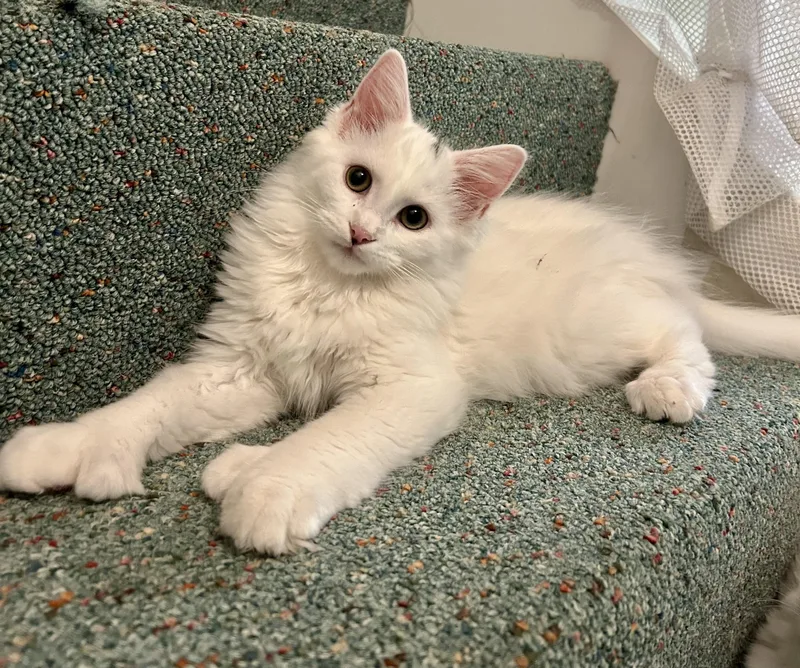 A baby medium-sized male Domestic Long Hair cat named Bigfoot for adoption in Warwick, RI