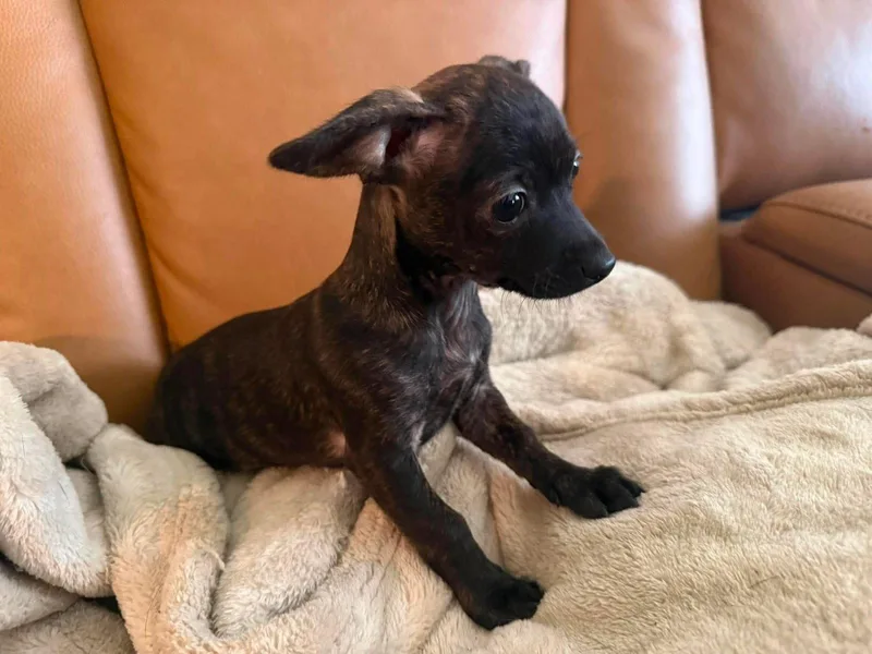 A baby small-sized male Chihuahua dog named Poco Moore for adoption in Saunderstown, RI