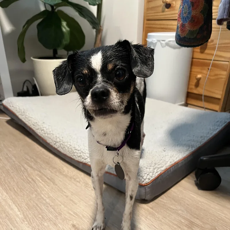 An adult small-sized male Tricolor (Brown, Black, & White) Chihuahua dog named Pepperdelle for adoption in Brooklyn, NY