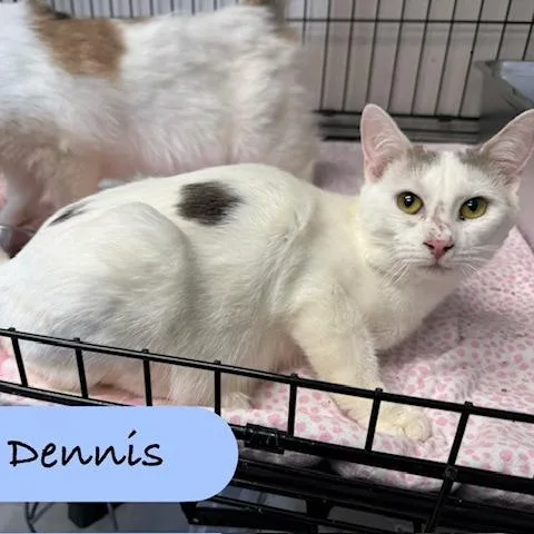 A young medium-sized male White Domestic Short Hair cat named Dennis for adoption in Archbold , OH