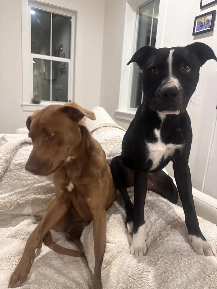 A young large-sized male Tricolor (Brown, Black, & White) Mixed Breed dog named Donner for adoption in Saint Augustine, FL