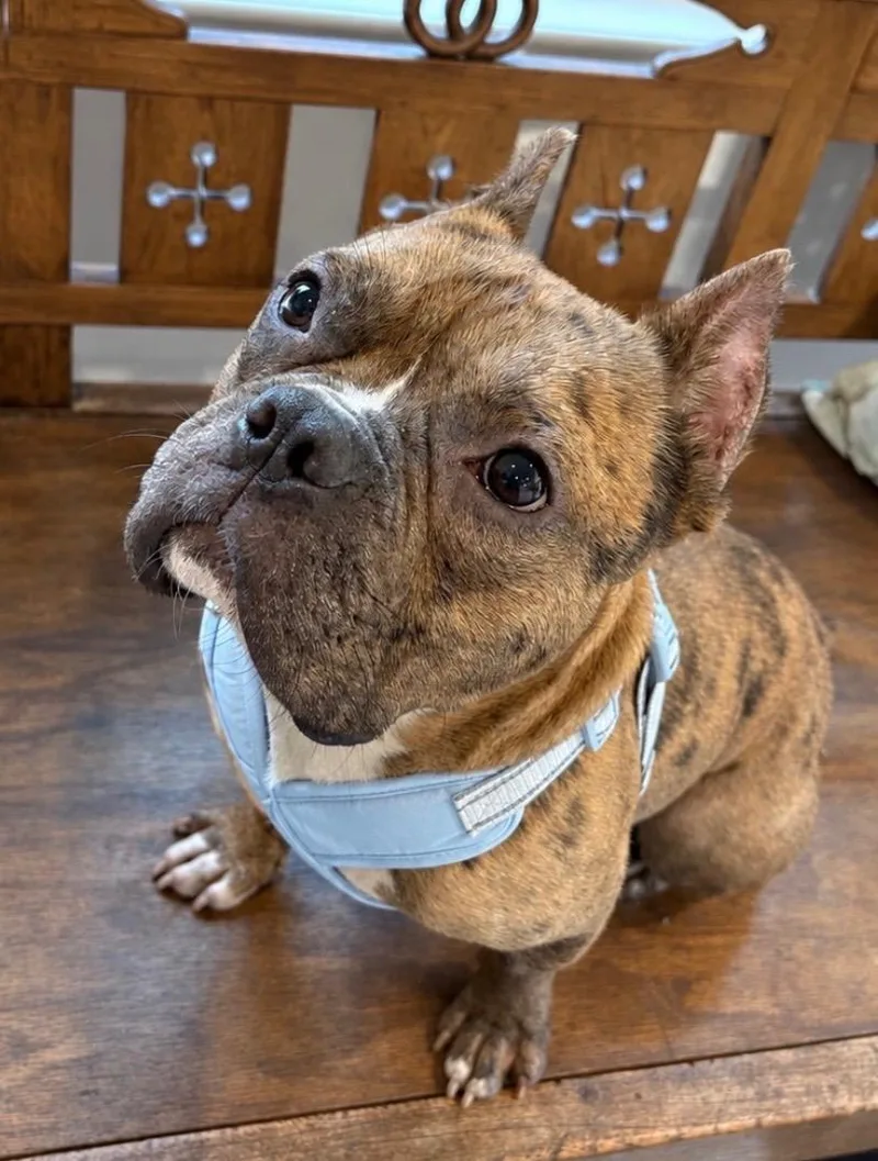 A young medium-sized male American Bully dog named Ricky for adoption in Stamford, CT
