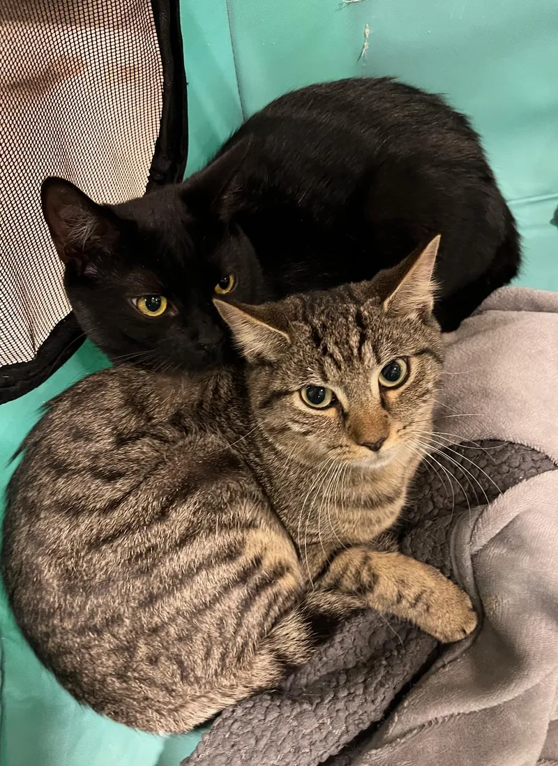 Squirrel thumbnail 2