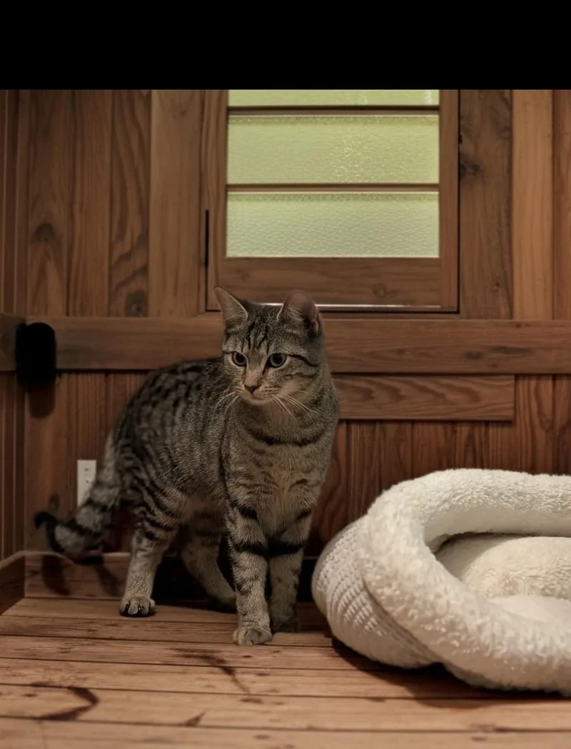 Squirrel thumbnail 3