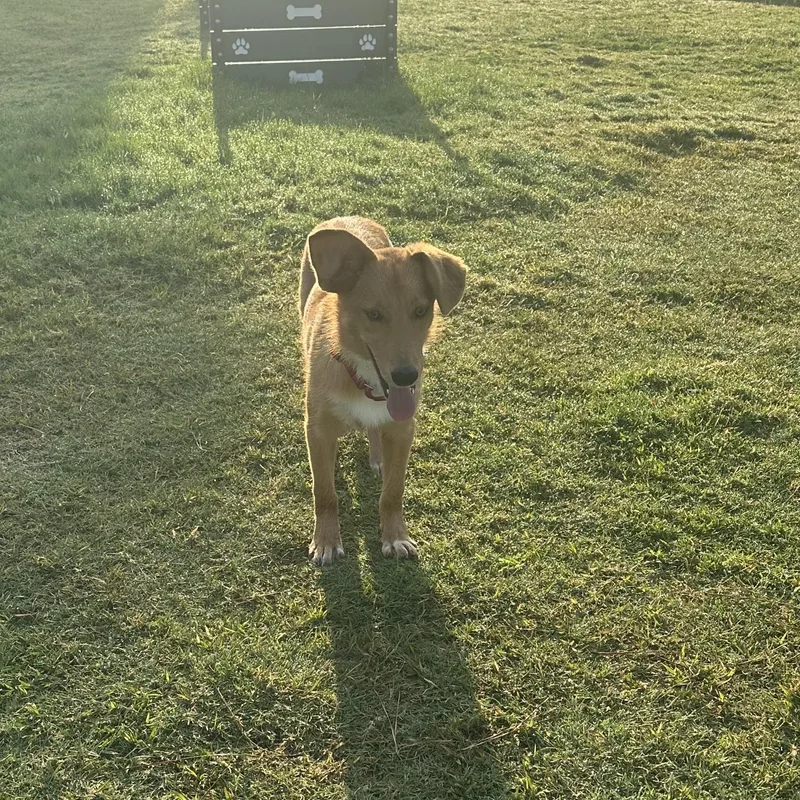 A baby medium-sized female Golden German Shepherd Dog dog named Yuca for adoption in Magnolia, TX