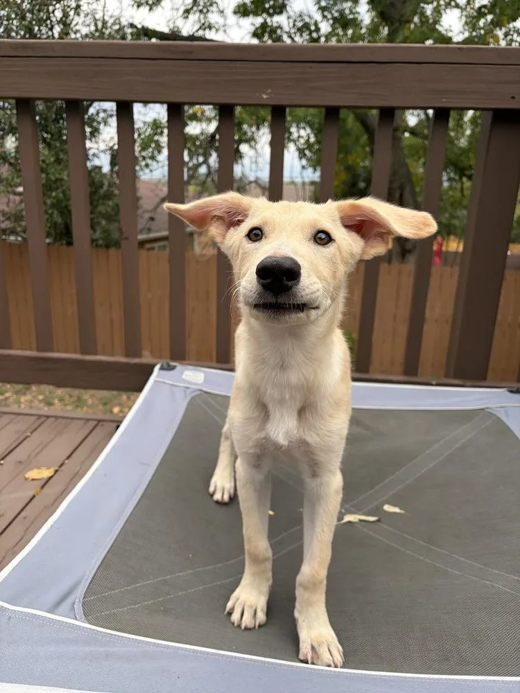 A baby medium-sized male Shepherd dog named Koda for adoption in Commerce City, CO