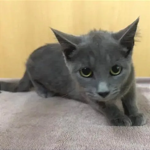 A baby small-sized female Domestic Medium Hair cat named Annie for adoption in Saint Louis, MO