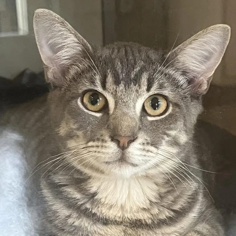 Hash Brown thumbnail 2