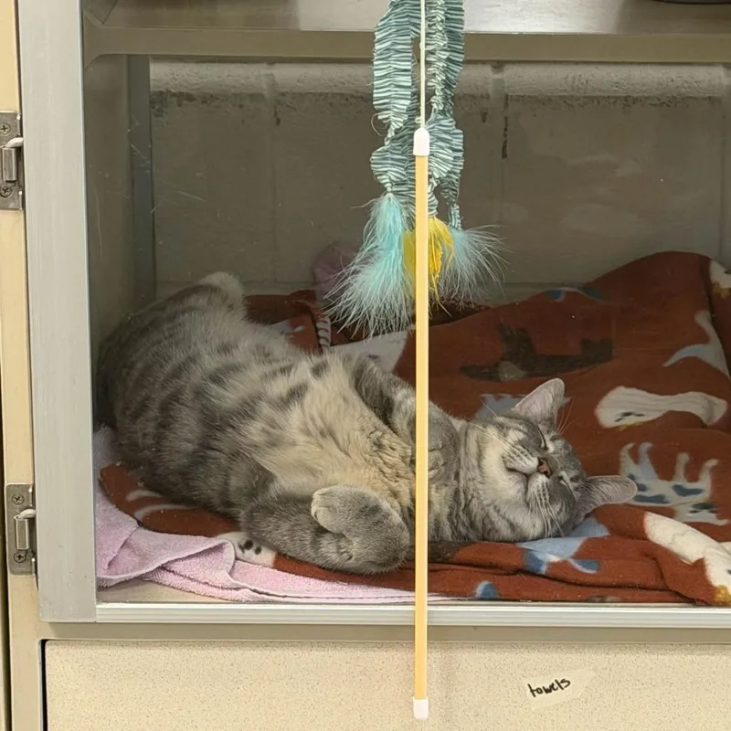 Hash Brown thumbnail 3