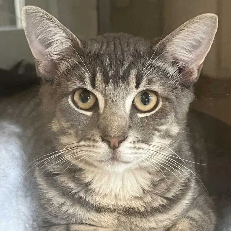 Hash Brown thumbnail 4