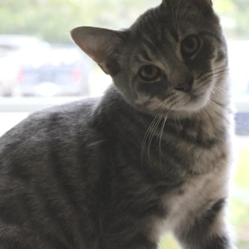 Hash Brown thumbnail 5