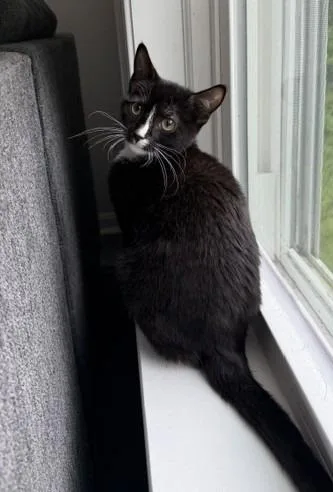 A baby medium-sized male Domestic Short Hair cat named Einstein for adoption in Windsor, CT