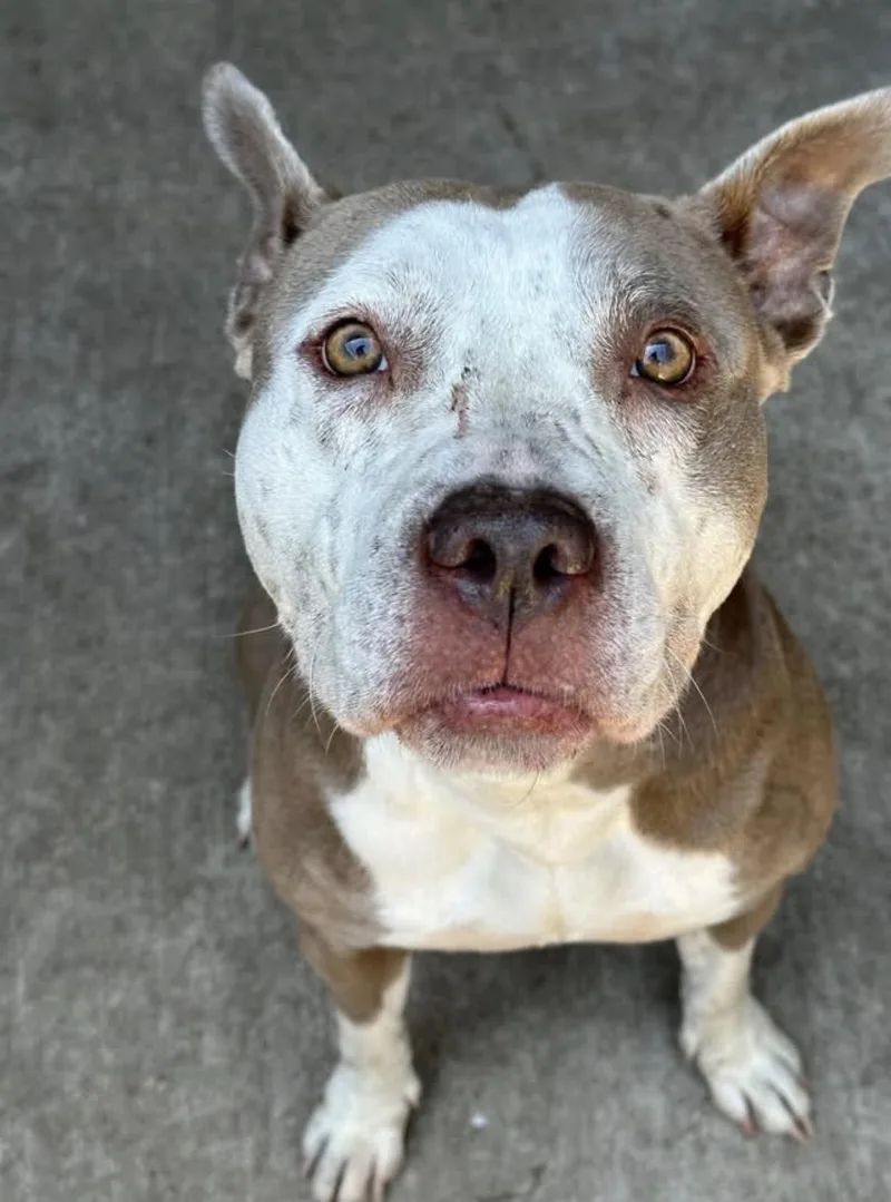 An adult medium-sized female Brown / Chocolate Pit Bull Terrier dog named Peaches for adoption in Chicago, IL