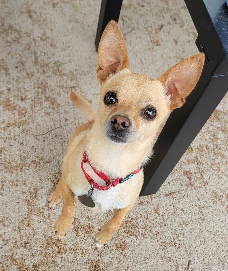 An adult small-sized male Yellow / Tan / Blond / Fawn Chihuahua dog named Elmer for adoption in Pueblo, CO