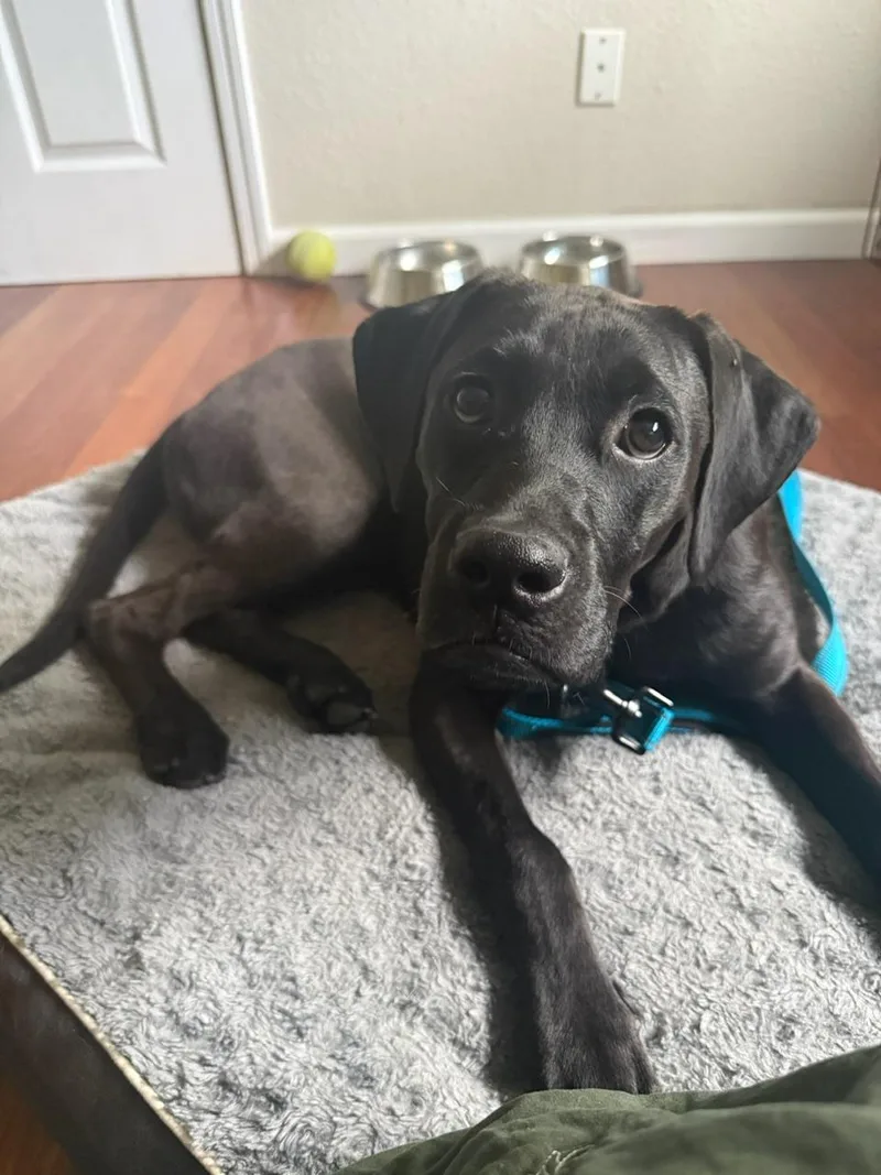 A baby large-sized male Black Labrador Retriever dog named Donnie for adoption in Concord, CA