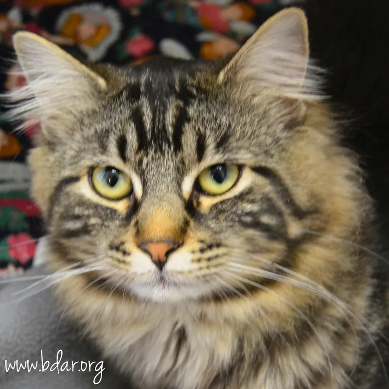 A young large-sized male Brown / Chocolate Domestic Long Hair cat named Toby for adoption in Cheyenne, WY