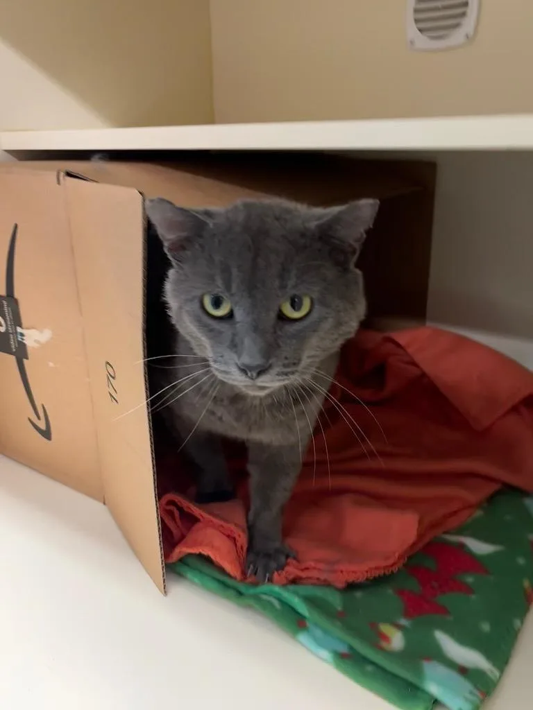 A senior medium-sized male Domestic Short Hair cat named Malone for adoption in Bloomington, IN