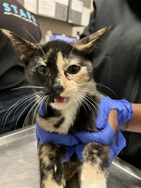 A baby small-sized female Domestic Short Hair cat named Thalia for adoption in Long Beach, CA