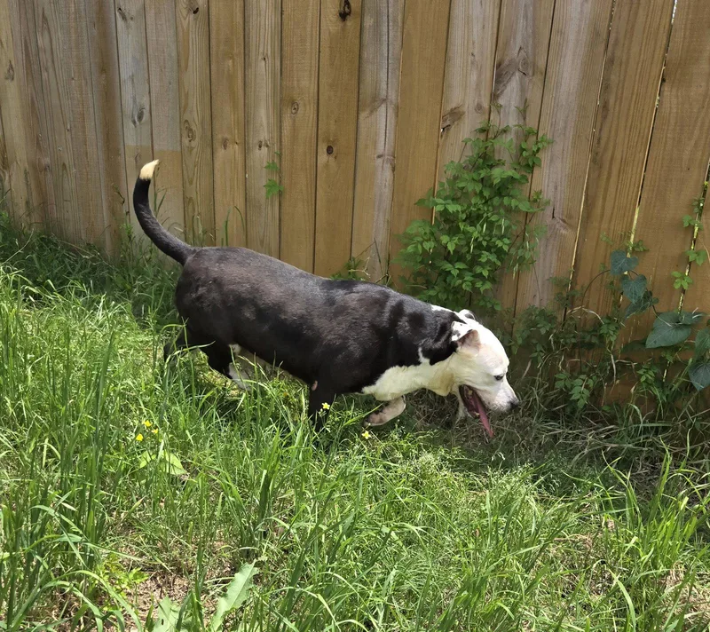 A senior large-sized female American Staffordshire Terrier dog named Lawsey Mae for adoption in Jackson, MS