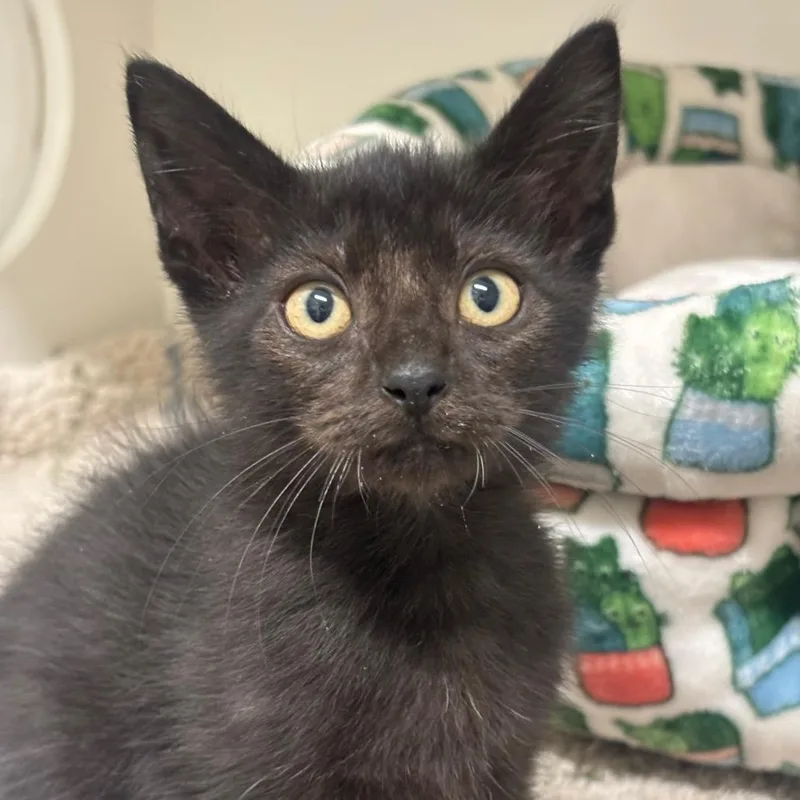 A baby small-sized male Black Domestic Short Hair cat named Chompz for adoption in League City, TX