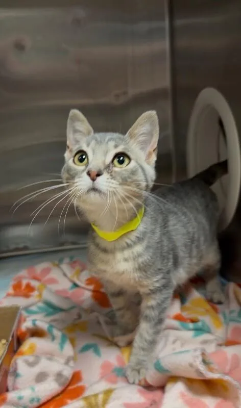 A young medium-sized male Tabby (Gray / Blue / Silver) Domestic Short Hair cat named Star Lord for adoption in Cincinnati, OH