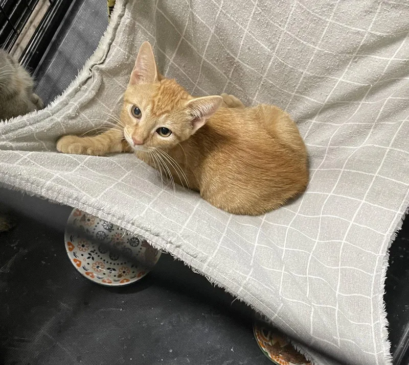 A baby medium-sized male Orange / Red Domestic Short Hair cat named Billy for adoption in Oviedo, FL