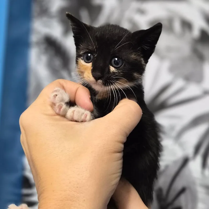 A baby small-sized female Black Domestic Short Hair cat named Judeah for adoption in Wahiawa, HI