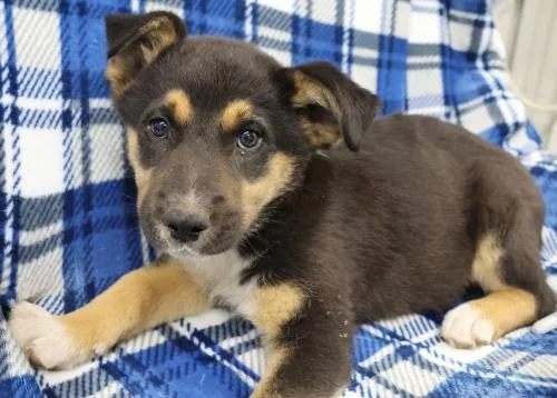 A baby medium-sized female Shepherd dog named Garnet for adoption in Thief River Falls, MN