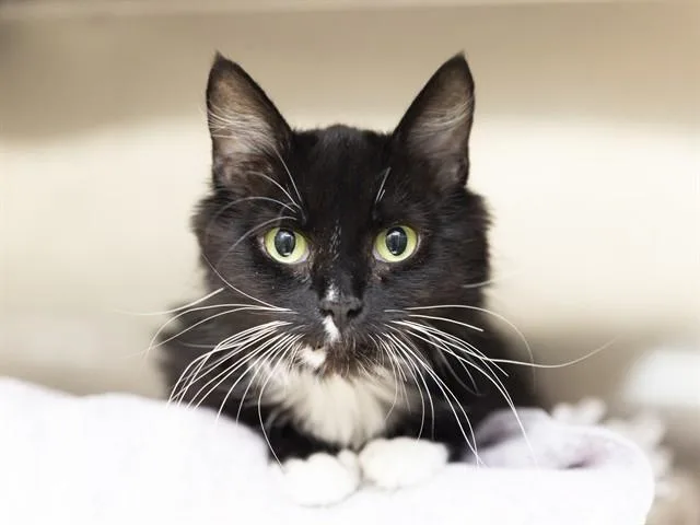 An adult small-sized female Domestic Short Hair cat named Hera for adoption in Phoenix, AZ