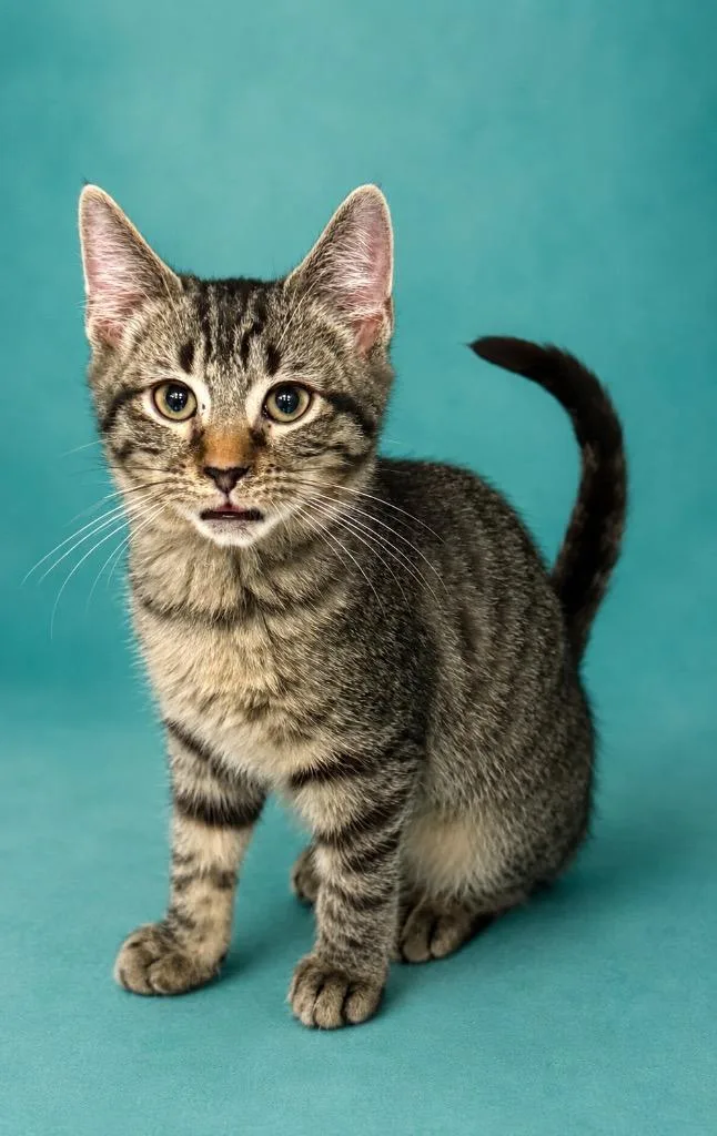 A baby small-sized male Domestic Short Hair cat named Tippy for adoption in Columbia, TN