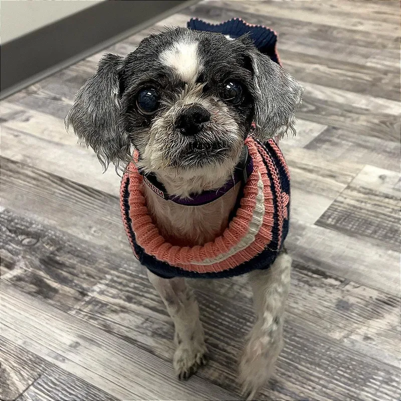 Princess thumbnail 4