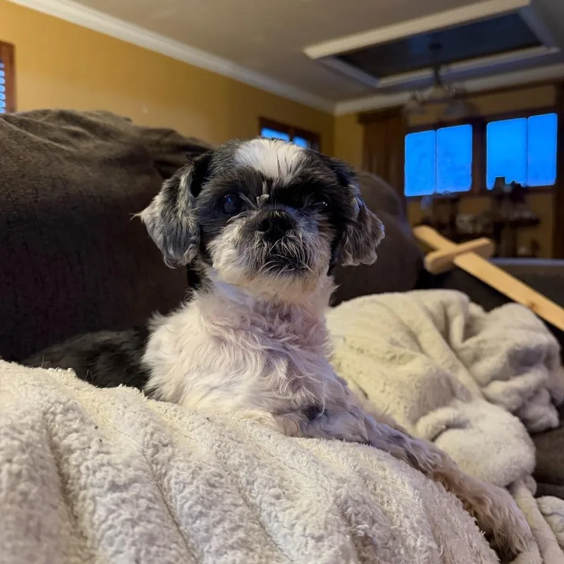 Princess thumbnail 5