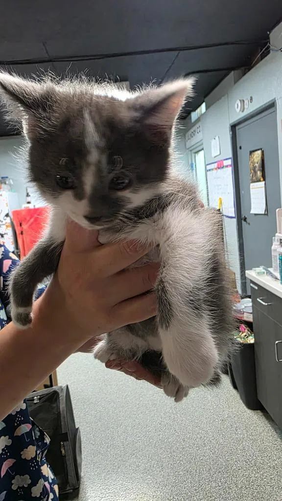 A baby small-sized male Domestic Short Hair cat named Xaden for adoption in Huntington, IN