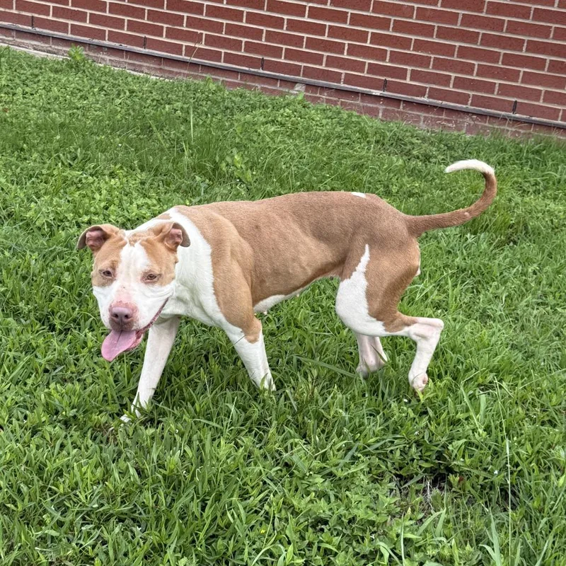 An adult medium-sized female Pit Bull Terrier dog named Cutie for adoption in Brenham, TX